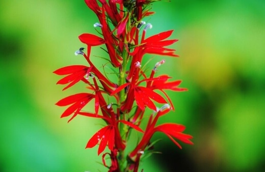 Lobelia cardinalis is also known as the cardinal flower