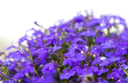 Lobelia erinus produces magnificent, 5-petaled flowers that range in colour from blue, purple, rose and white