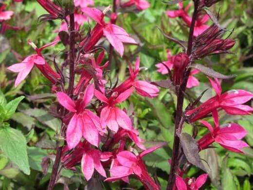 Lobelia x speciosa is a hybrid species of lobelia and speciosa that has a particularly long blooming cycle