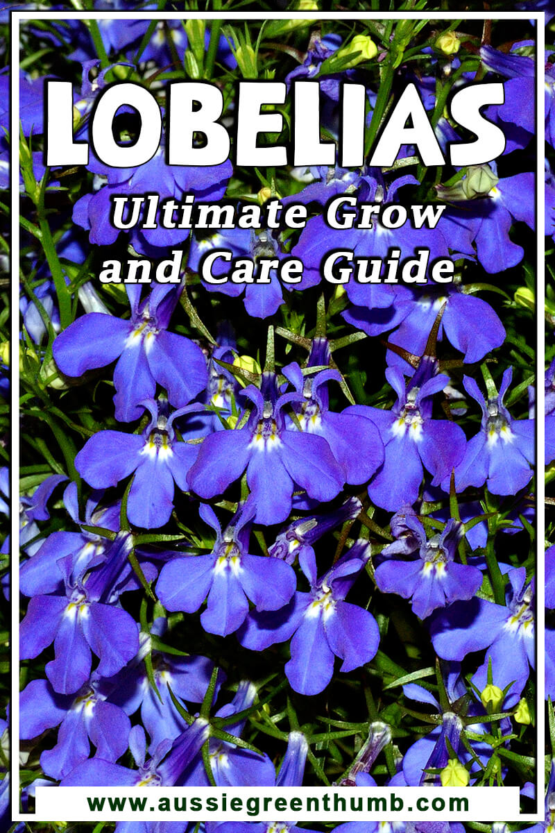 Lobelias Ultimate Grow & Care Guide
