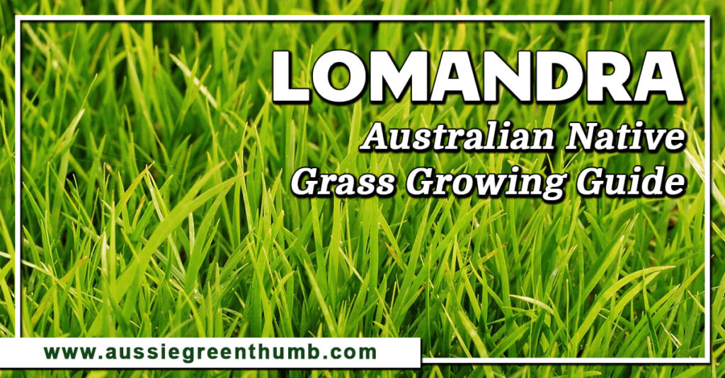 Lomandra Australian Native Grass Growing Guide