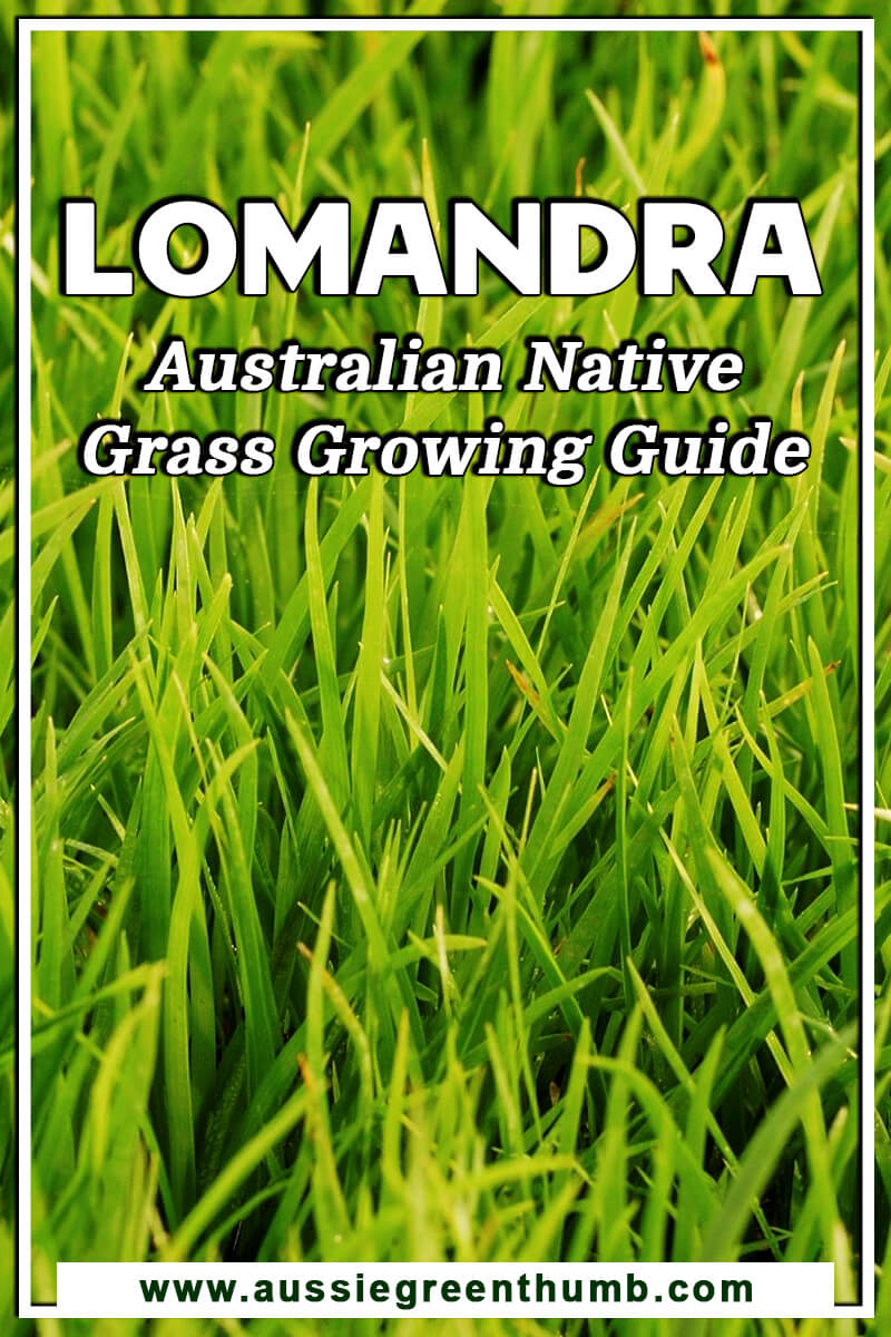 Lomandra Australian Native Grass Growing Guide