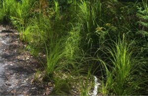 Lomandra (Mat Rushes) | Australian Native Grass Growing Guide : AGT