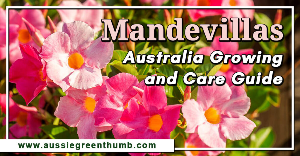 Mandevillas Australia Growing and Care Guide