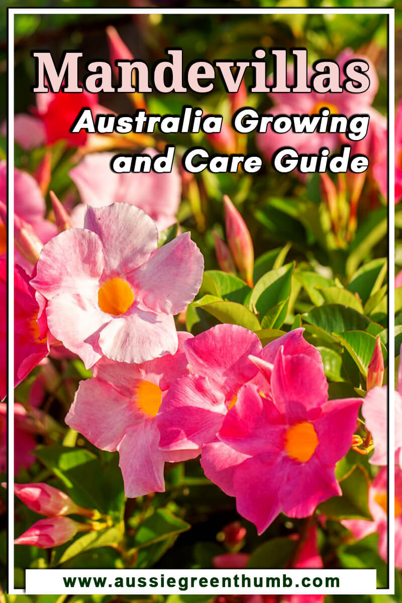 Mandevillas Australia Growing and Care Guide