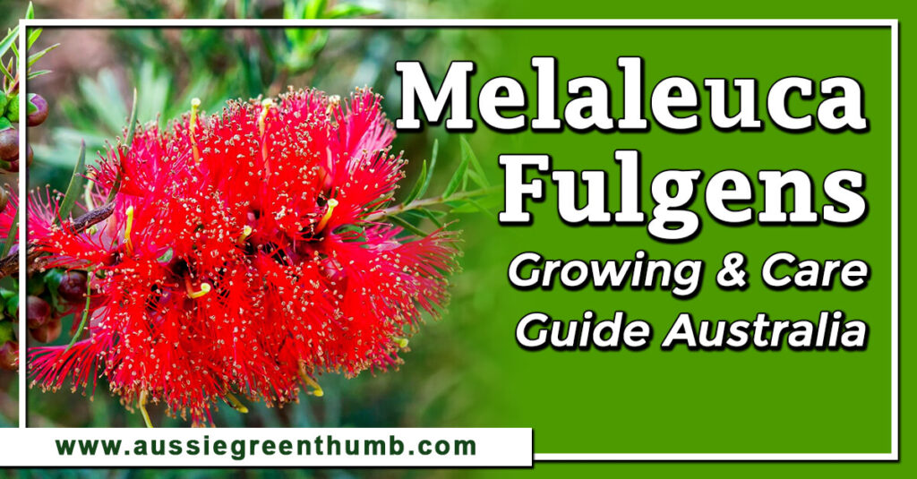 Melaleuca Fulgens Growing and Care Guide Australia