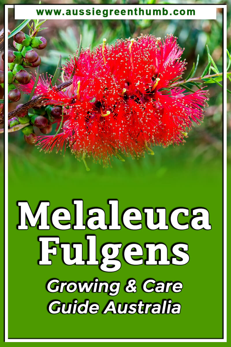 Melaleuca Fulgens Growing and Care Guide Australia