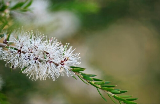 Melaleuca is endemic to tropical regions across Northern and Eastern Australia