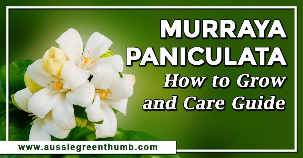 Murraya Paniculata How to Grow and Care Guide