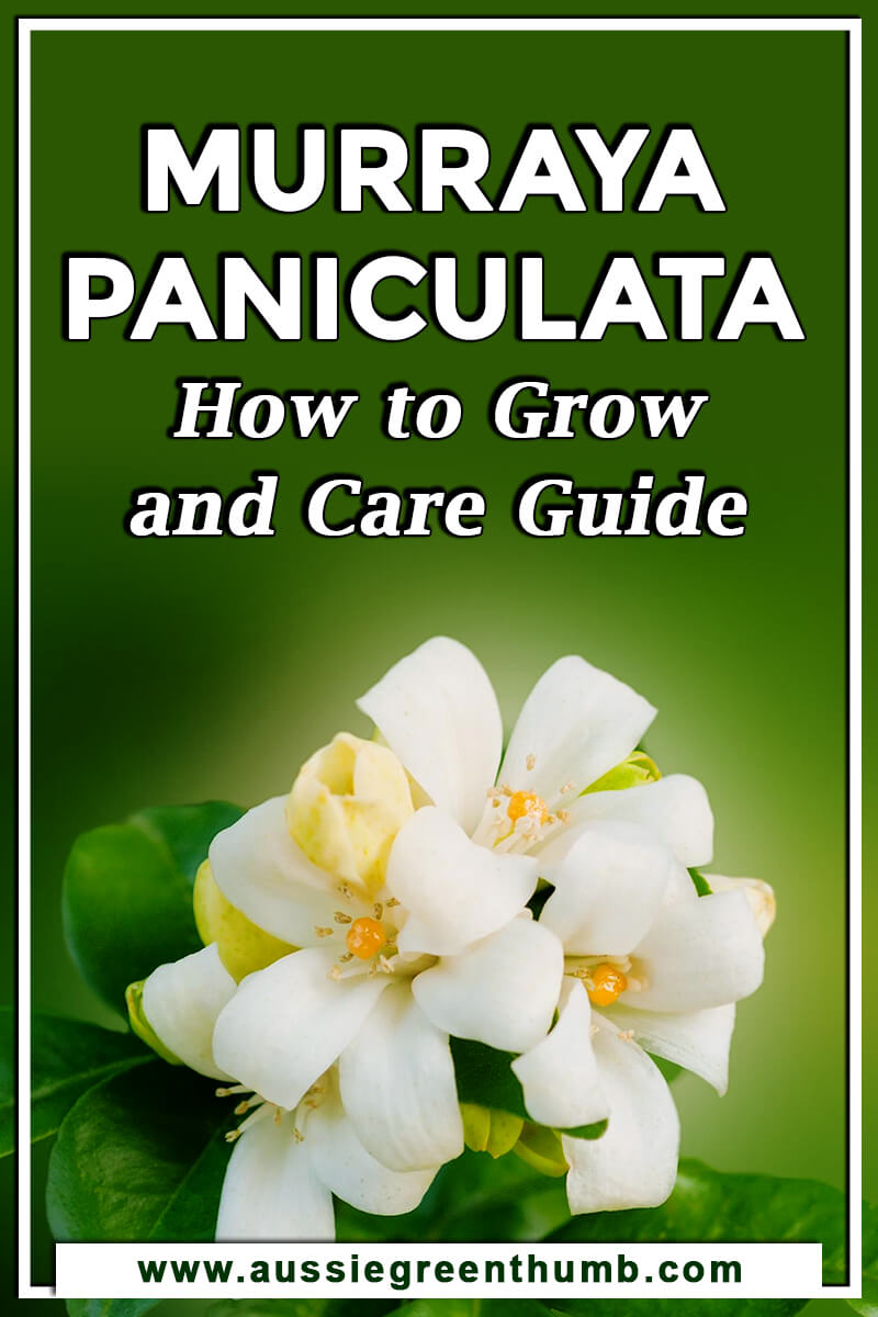 Murraya Paniculata How to Grow and Care Guide
