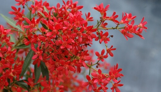NSW Christmas Bush is a curious plant with interesting and bright “flowers” which appear throughout the summer