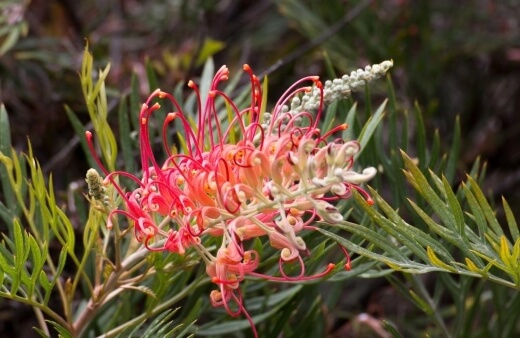Ned Kelly Grevillea is also referred to as the Mason’s hybrid