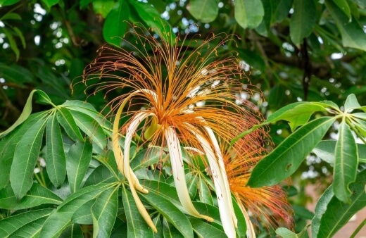 Pachira aquatica or Guiana chestnut is a stunning tree with an intricately braided stem