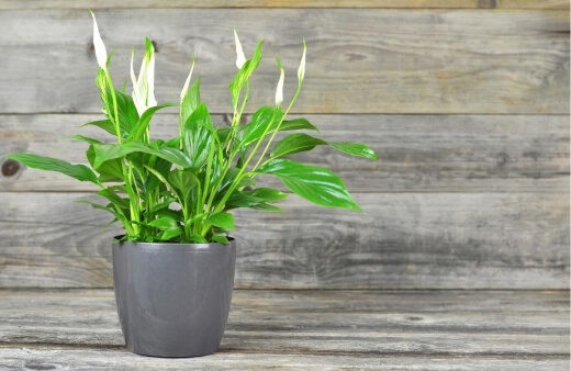 Peace Lily need very little light and less humidity than most indoor plants