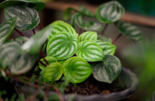 Peperomia are small growing, with a range of coloured and patterned leaves