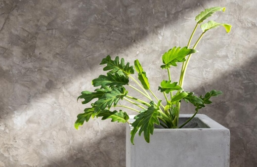 Philodendron Xanadu Care Tips