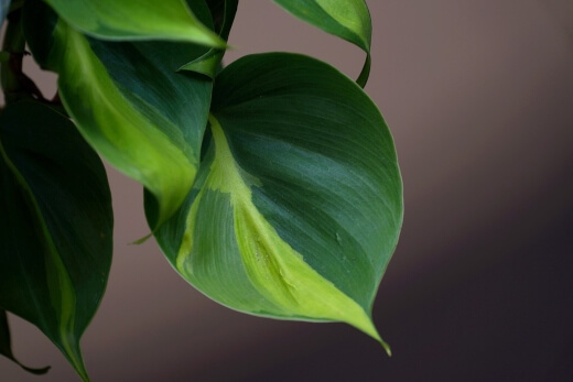 Philodendron brasil is the perfect tropical plant to grow indoors