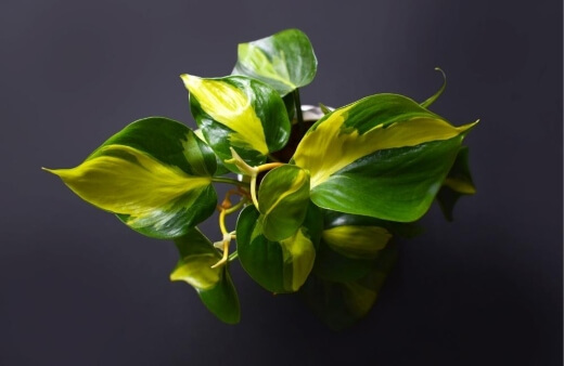Philodendron brasil make for amazing, trailing indoor plants