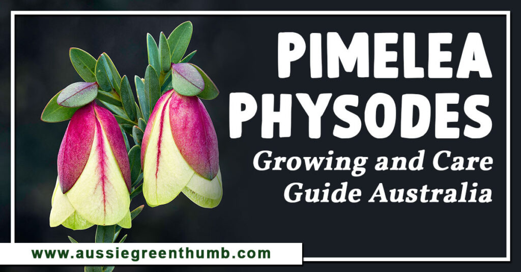 Pimelea Physodes Growing and Care Guide Australia