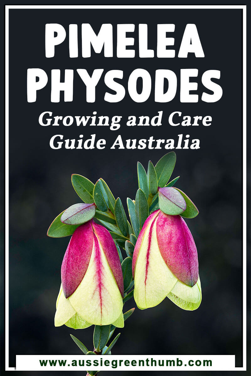 Pimelea Physodes Growing and Care Guide Australia