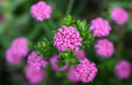 Pimeleas include a wonderful variety of uniquely blooming plants which range from pink to white to a combination of both