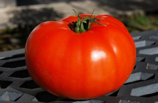 Pink Ponderosa Tomato develop blushing pink fruits that grow to a huge 10cm wide