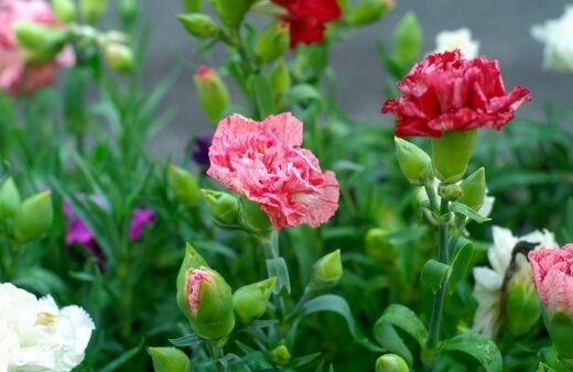 Planting Carnations
