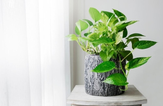 Pothos are possibly one of the most popular indoor plants