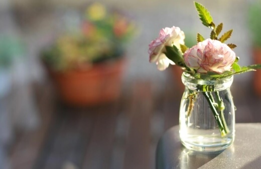 Propagating Carnations