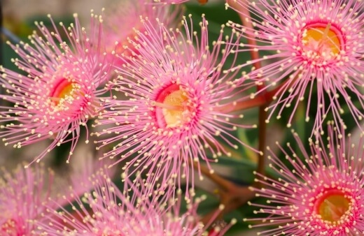 Red flowering gum or Corymbia ficifolia is perfect for growing across Australia, with breathtaking blooms