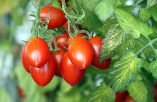 Roma Tomato grow really well outdoors in Australia