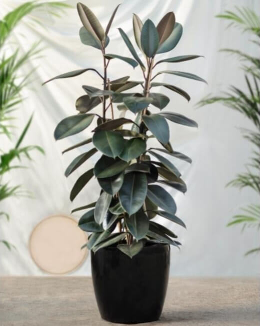 Rubber Tree is an extremely leafy plant, with bold, dark red leaves – perfect to strike some contrast