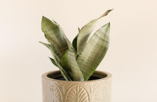 Sansevieria Moonshine are known to be one of the finest air purifying plants you can grow indoors