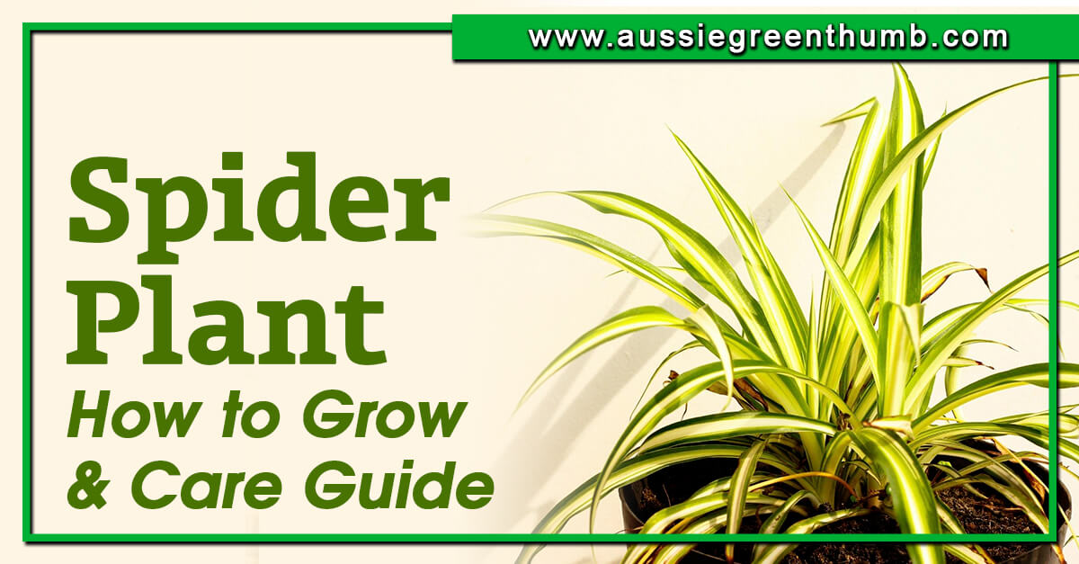 Spider Plant – How to Grow and Care Guide