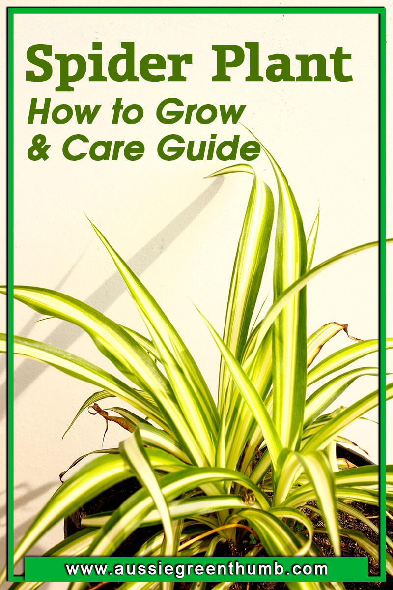 Spider Plant – How to Grow and Care Guide