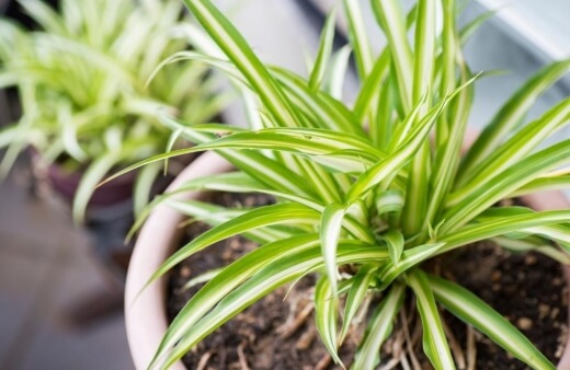 Spider plant is also known as spider ivy and ribbon plant