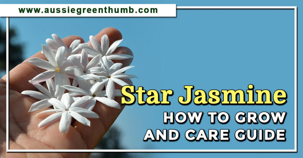 Star Jasmine How to Grow and Care Guide