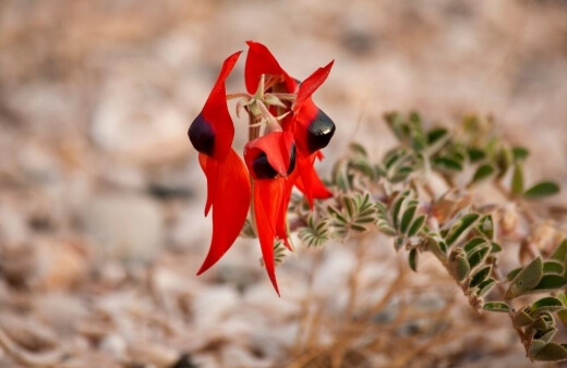Sturt’s Desert Pea or Swainsona Formosa is an elongated vine that produces flower stalks with deep red flowers and kidney-shaped seeds