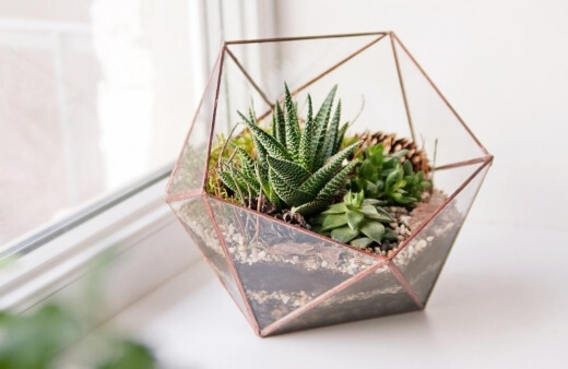 Succulents are used to dry and arid conditions which means they handle all kinds of neglect