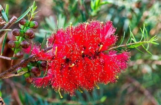 The Melaleuca fulgens or Apricot delight is best recognised by its tall, bushy growth habit, grey-green foliage and yellow-tipped flower spikes