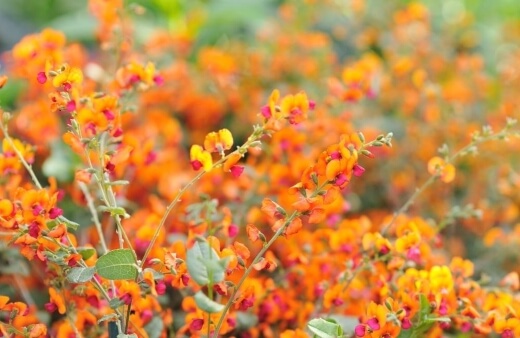 The flame pea or chorizema, is a spectacular plant with orange and red pea-shaped flowers