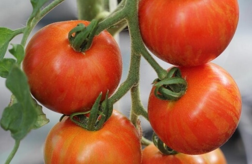 Tigerella Tomato is a really attractive tomato, turning from green to orange as it ripens, with distinct yellow, red and brown stripes all over its exterio