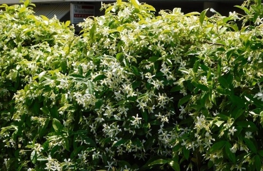 Using Jasmine in Your Garden as a Hedge