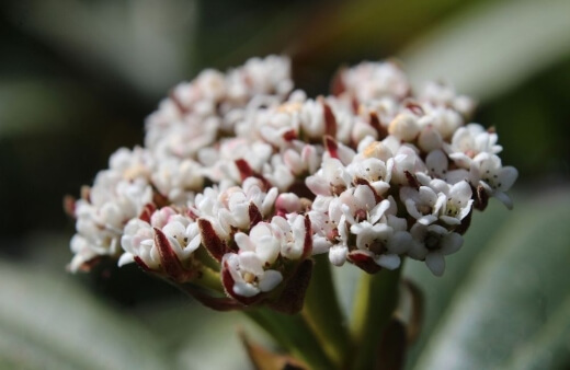 Viburnum Davidii blooms in May with bunches of white flowers and is very easy to cultivate