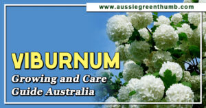 Viburnum Growing and Care Guide Australia
