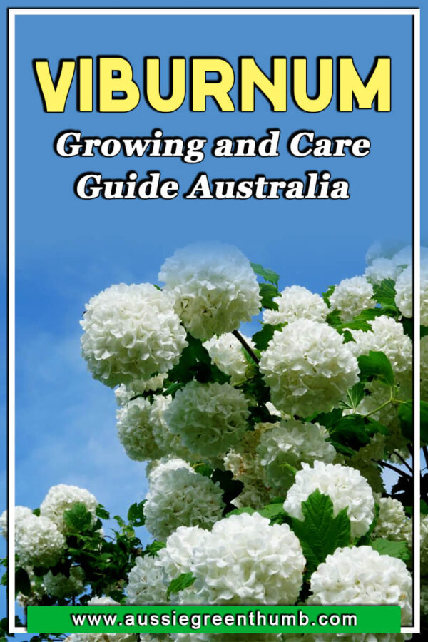 Viburnum Growing and Care Guide Australia AGT