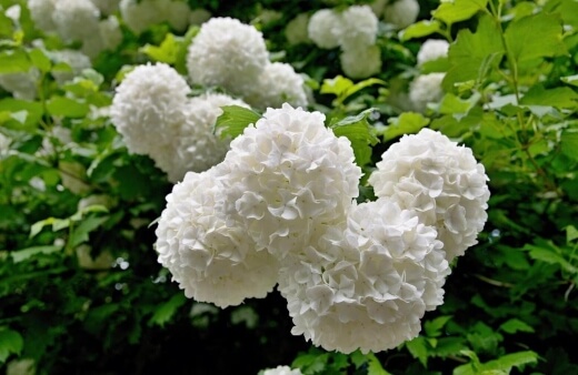 Viburnum is commonly found in subtropical and temperate climates, usually in the northern hemisphere