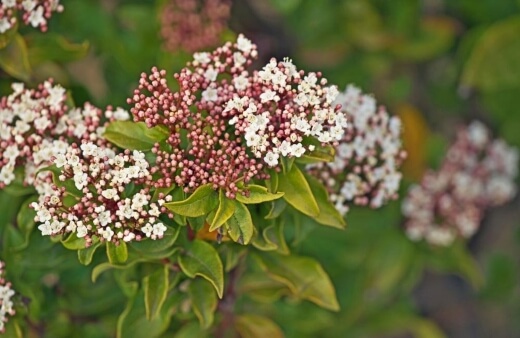 Viburnum tinus hedge plant, known by its Latin name of Laurustinus, blooms beautifully during the winter months