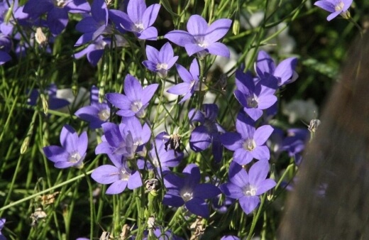 Wahlenbergia Gloriosa is a wildflower perfect as a ground cover, rock gardens and hanging baskets