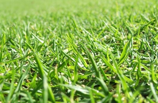 What is Kikuyu Grass